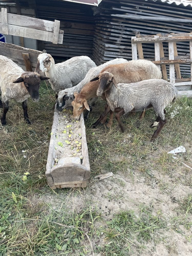 Вівці є курдючні.