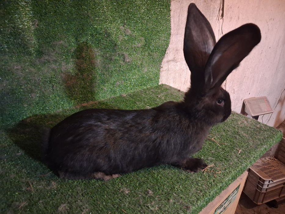 Olbrzym belgijski czarny