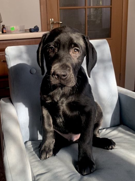 Щенки лабрадора с прививками, документами WKU, KKU. 3 месяца