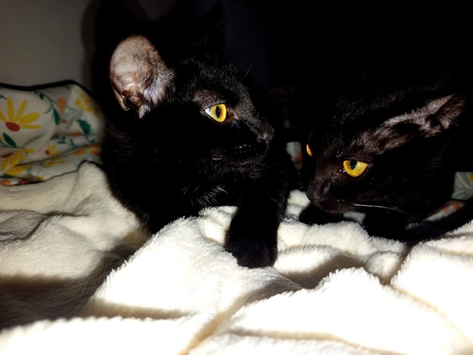 Gatinhas maravilhosas