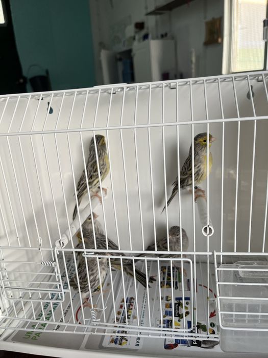 Canários - Ler Descrição