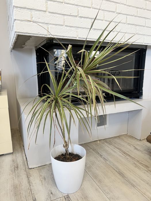 Драцена з білим горщиком