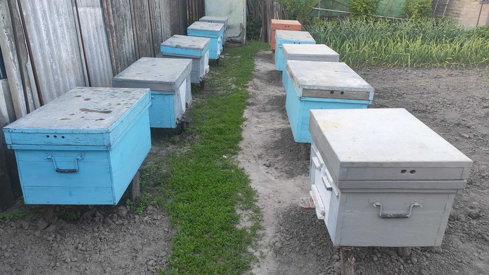 Продам лежаки з бджолосім'ями (8 сімей)