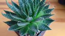 Aloes ościsty sukulent w doniczce sadzonka sadzonki aloesu