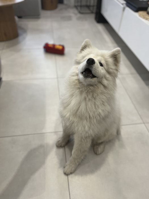 Samojed samoyed szczeniak 4 miesiace