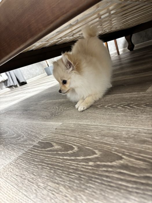 Продам Собачку Шпіца