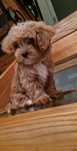 Maltipoo F1  ( mini ) chlopiec