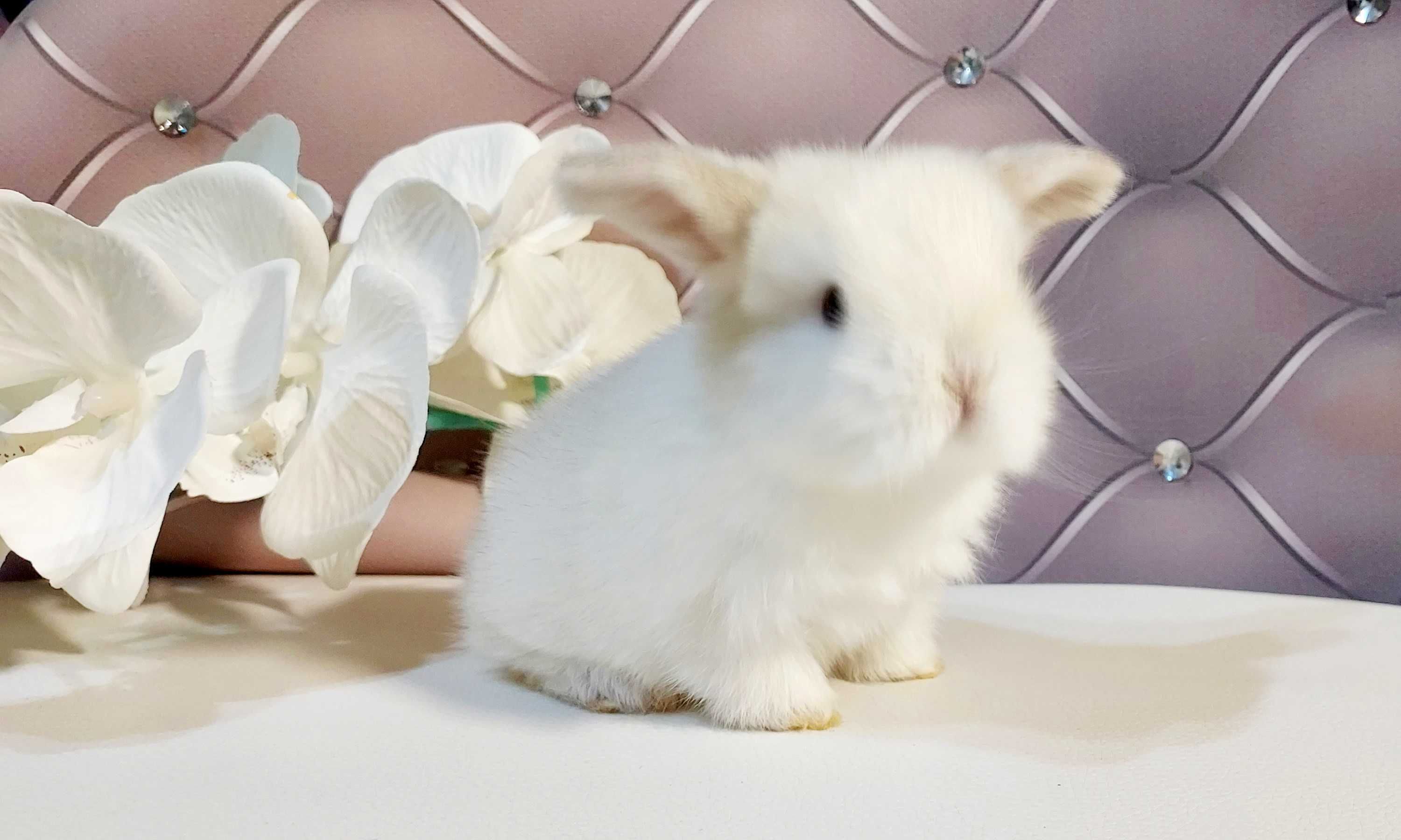 Mini Lop króliczki