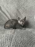 Molly do adopcji
