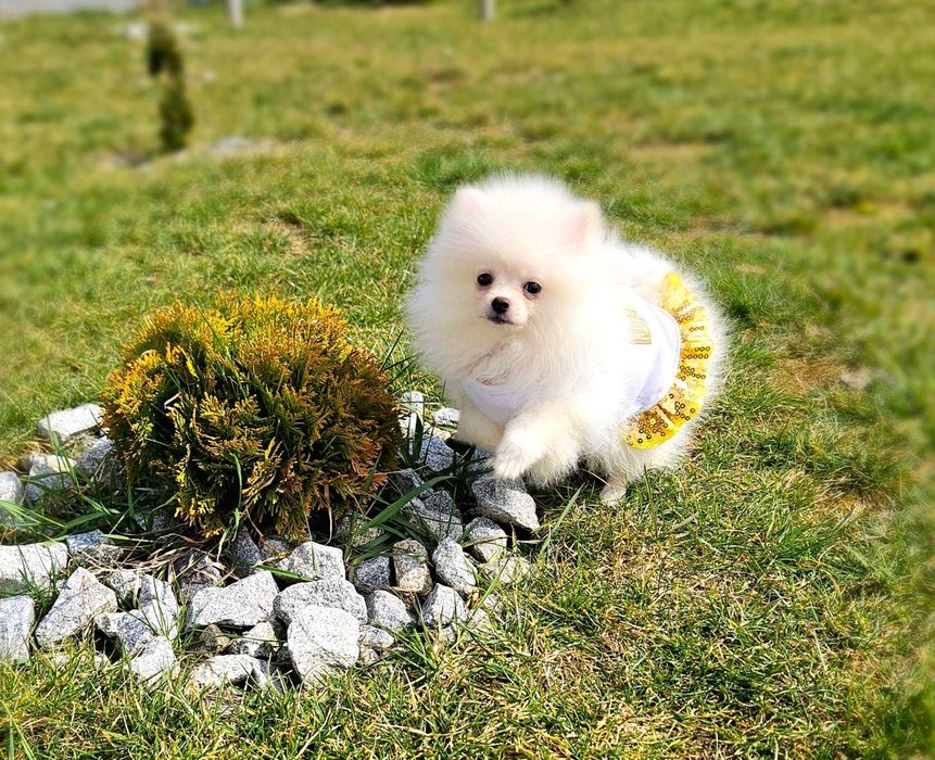 Prześliczna, mała suczka Pomeranian - Do odbioru - Rodowód