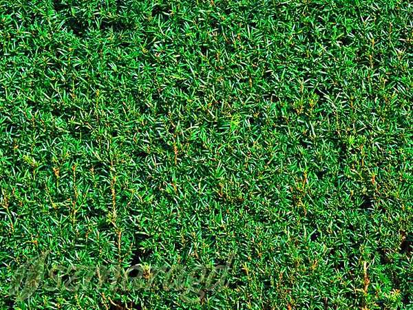 Cis Pośredni ‘Hicksii’ 30-40cm na żywopłoty