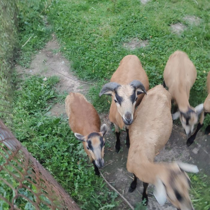 Wymienię  barana kameruna