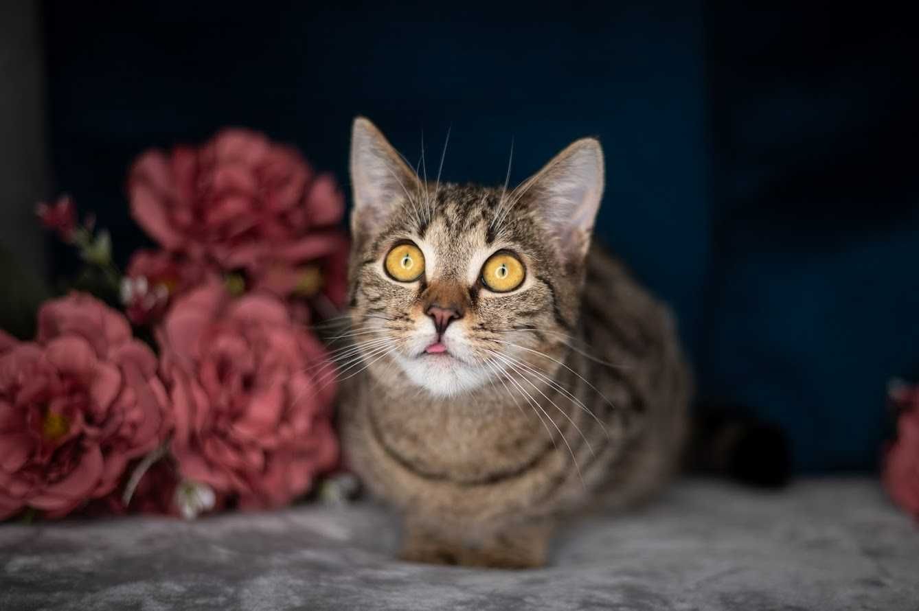 CHEETOS i OJLA - do wspólnej adopcji młode kotki