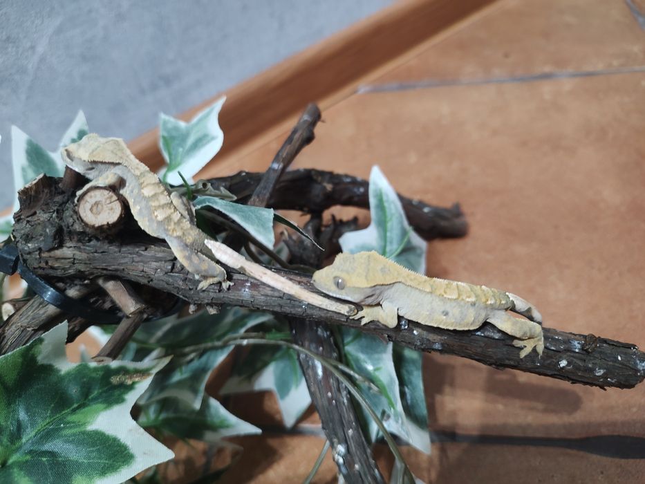 Młode Gekony Orzęsione GRUDZIĄDZ