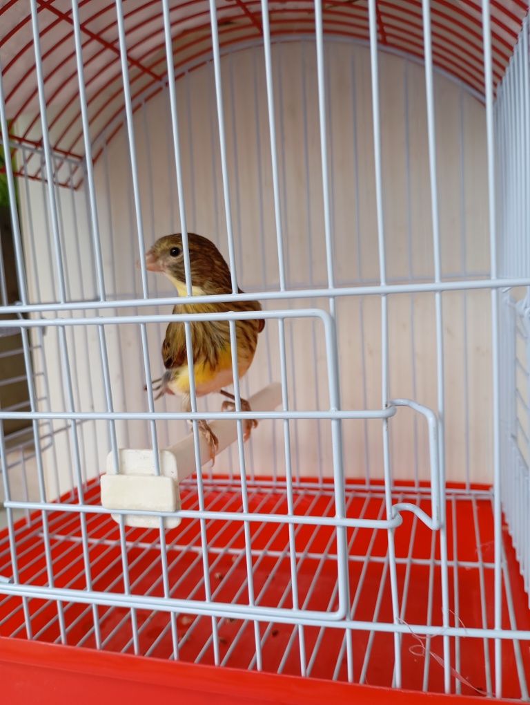 Gaiolas para aves
