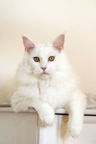 MAINE COON biała kotka, rodowód FPL