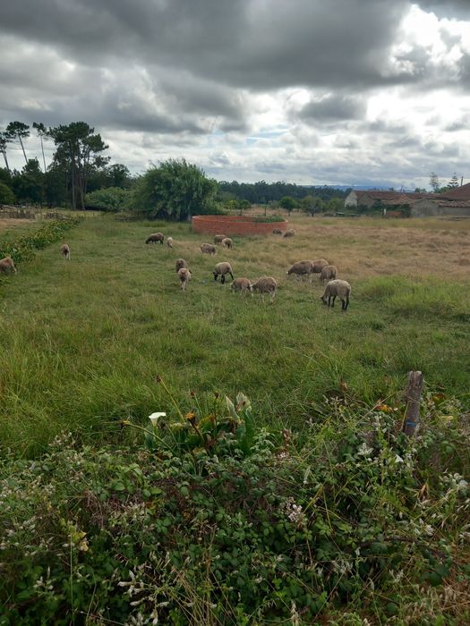Ótimo Terreno em Cabeça Alta Montemor o velho  com 3.198,80m2