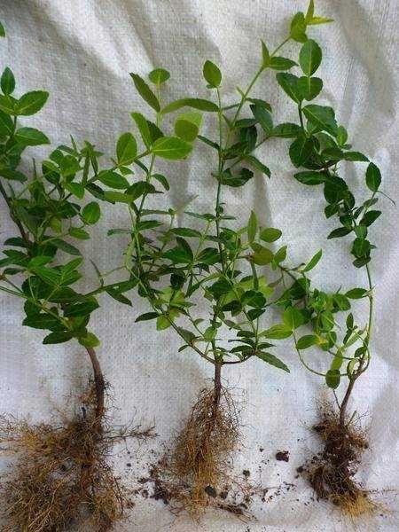 Barwinek pospolity 100 SZTUK po1 zł zadarniający pod drzewa