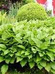 Hosta, Funkia - duża kępa roślin
