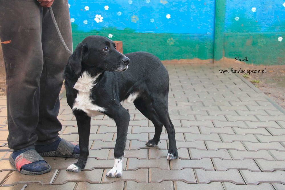 Sławik szuka właściciela
