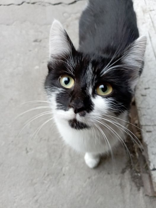 Отдам срочно кошечек!