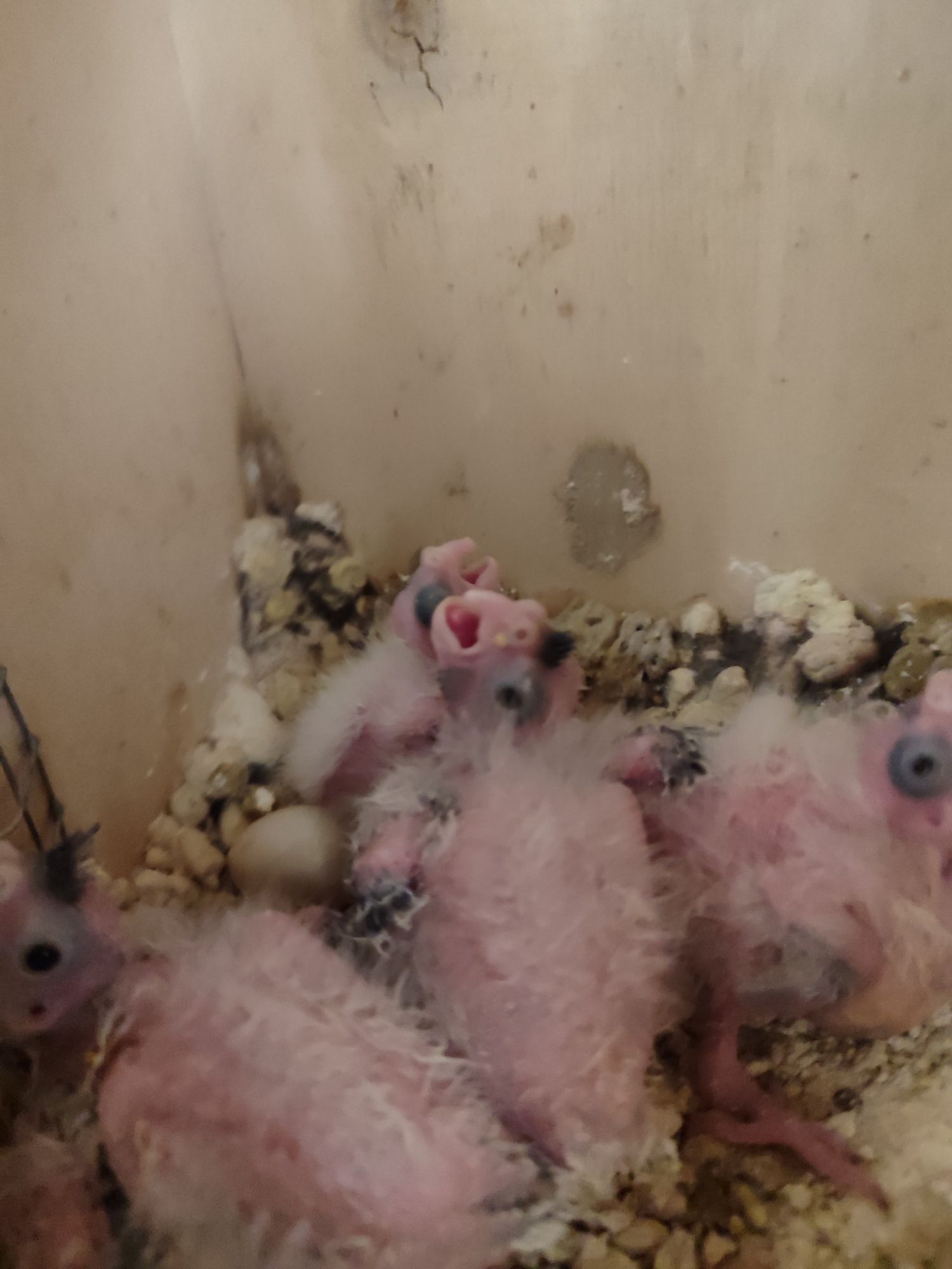 Caturras novas algumas já a comer sozinhas outras não