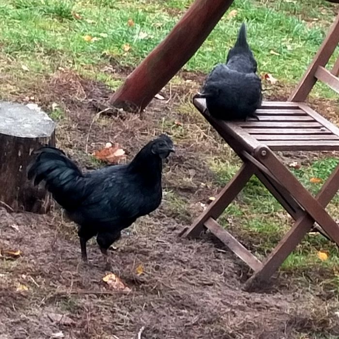 Ayam Cemani, młode koguty
