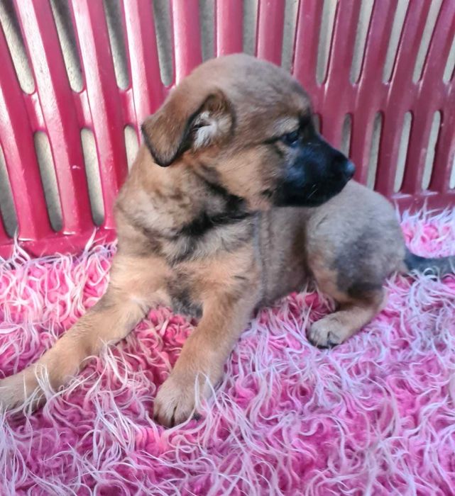 Trzymiesięczna Lula nie ma domu.