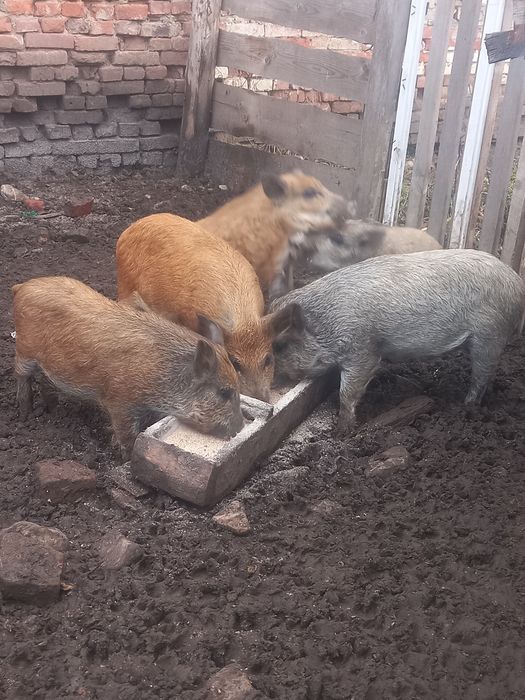 Продаються свині породи "Мангали"