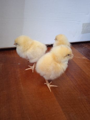 Суточные цыплята Ломан Браун