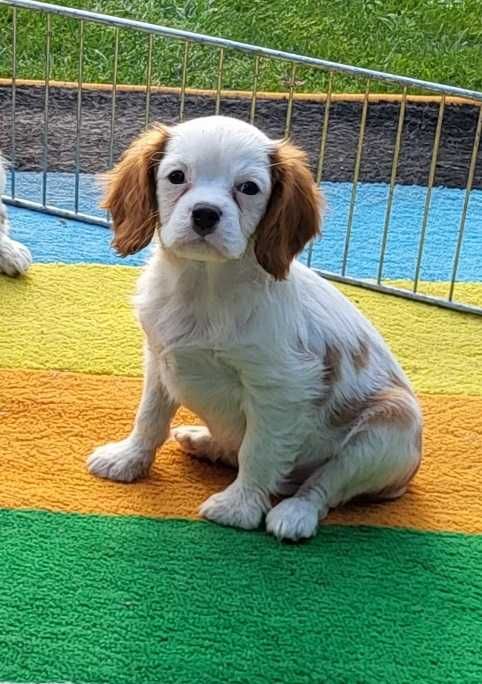 Cavalier King Charles Spaniel