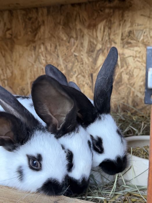 Sprzedam króliki rasy Olbrzym Srokacz Czarny oraz Niebieski