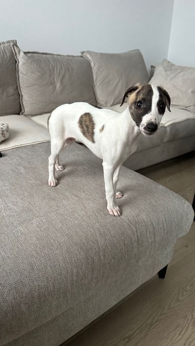 Chart Angielski Whippet