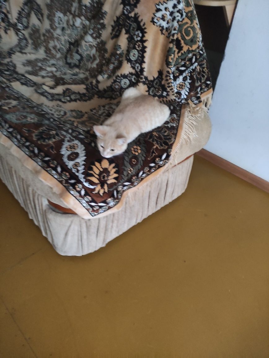 Віддам кошенят в хороші руки