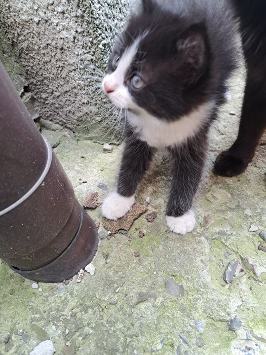 Киця 5 місяців, доїзд не проблема