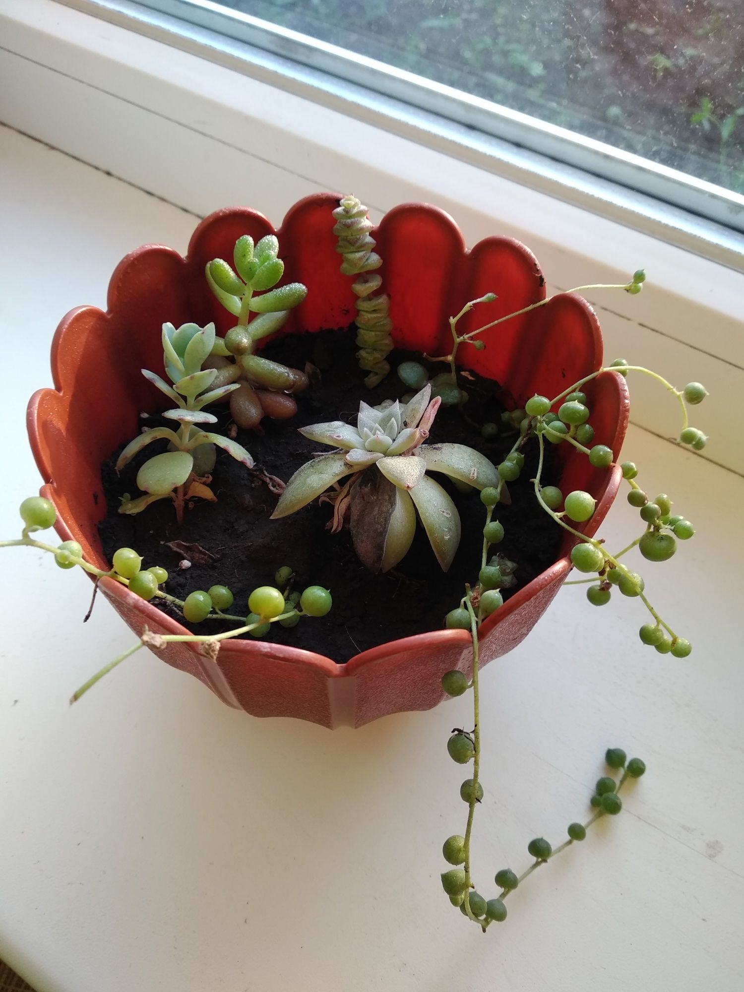 Суккуленты садики самовывоз