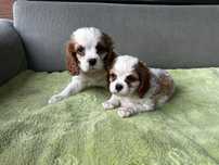 Cavalier king suczka