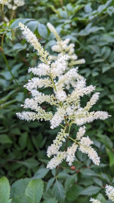 Астильба набір з 6 різних астильб