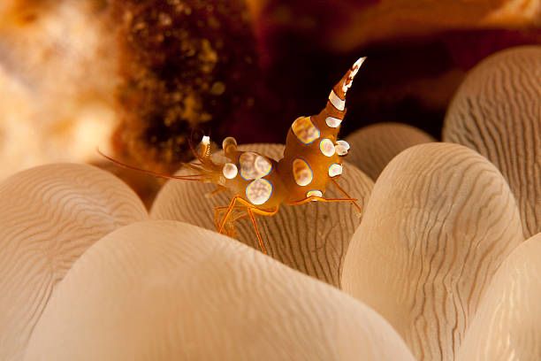 Krewetki Thor amboinensis S/M Sexy Shrimp Akwarium Morskie