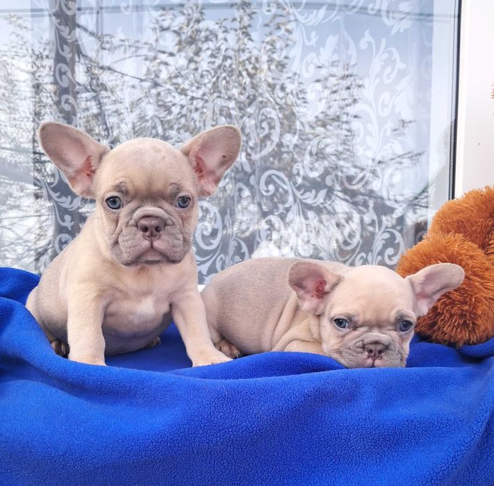 Ізабелові хлопчик та дівчинка!