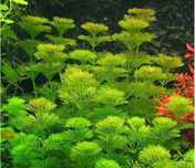 Limnophila sessiliflora Planta de aquário Rápido crescimento