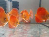 Paletki Dyskowce Red Melon  10 cm