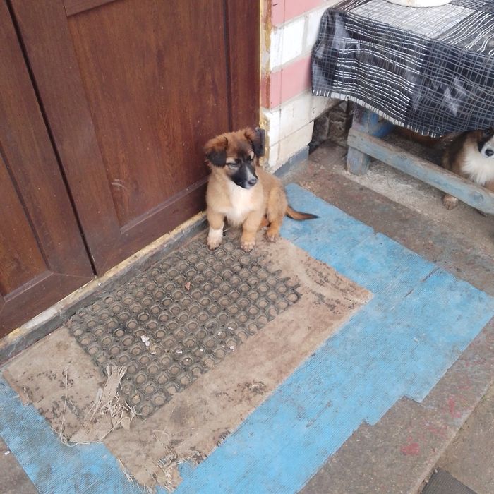 Віддам безкоштовно три дівчинки