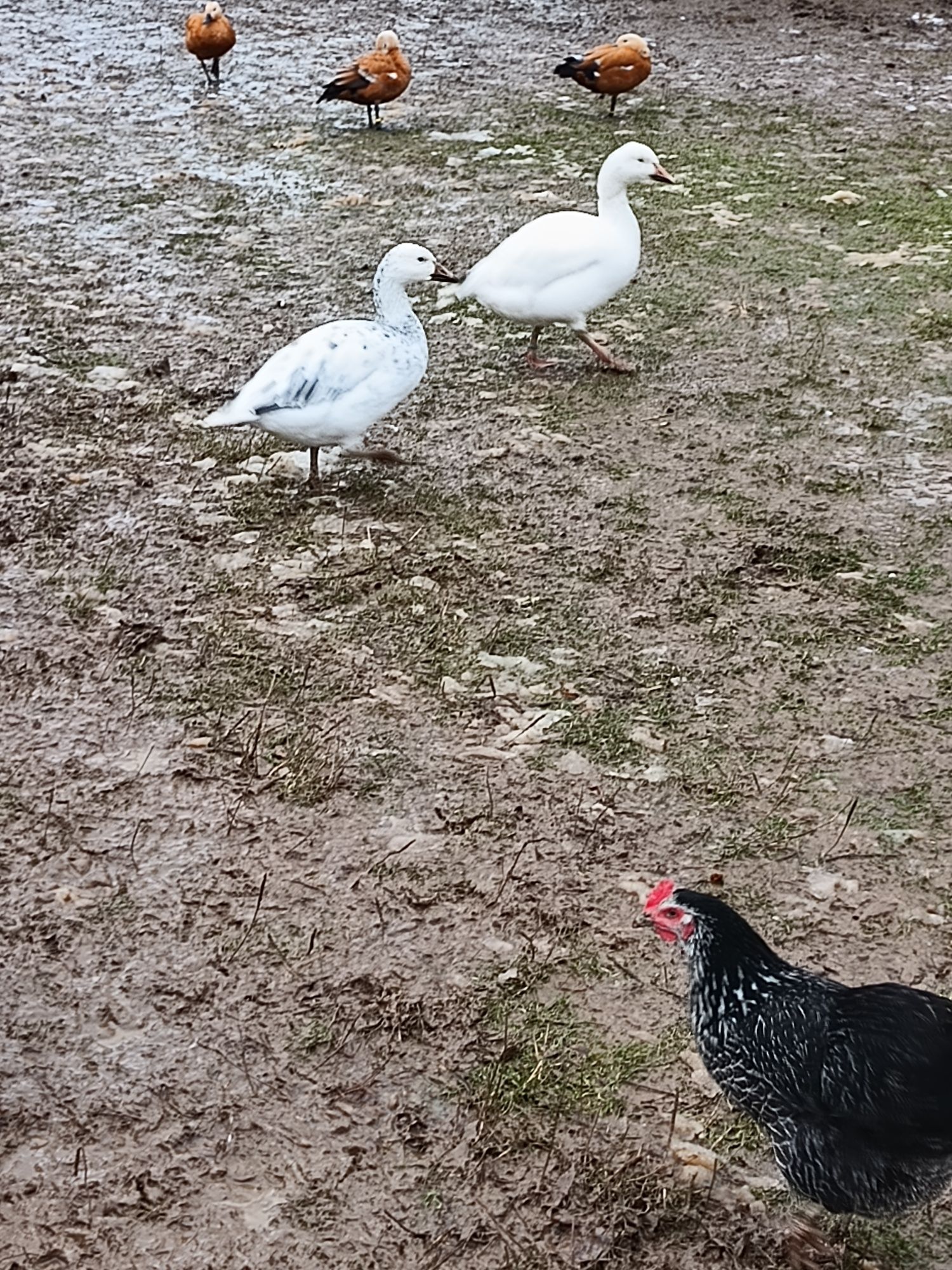 Gęś ozdobna śnieżyca