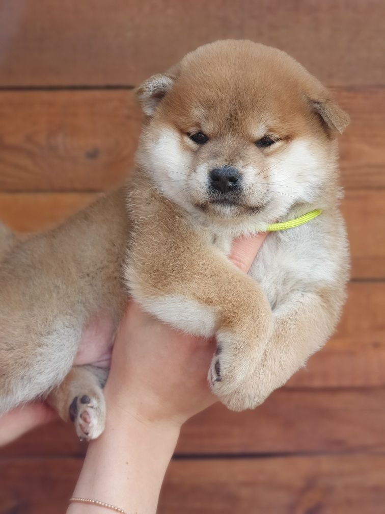 Шиба іну, shiba, сиба цуценят з міжнародного розплідника