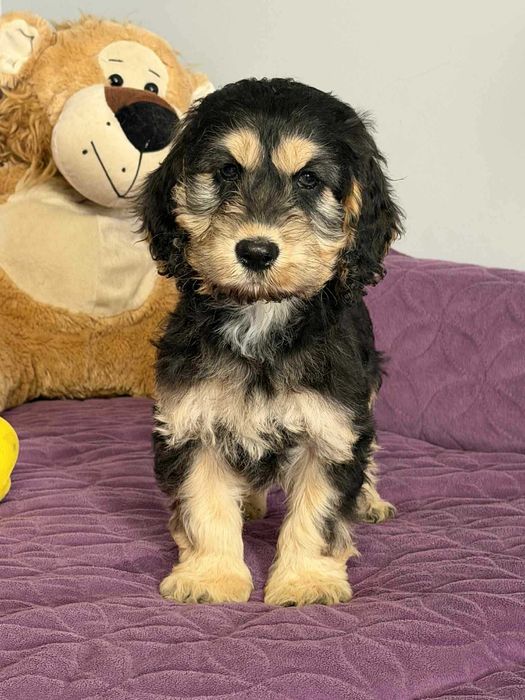 Cockapoo f1-Cocker Spaniel /pudel miniatura -PIES