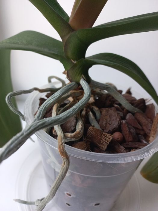 Орхідея, фаленопсис