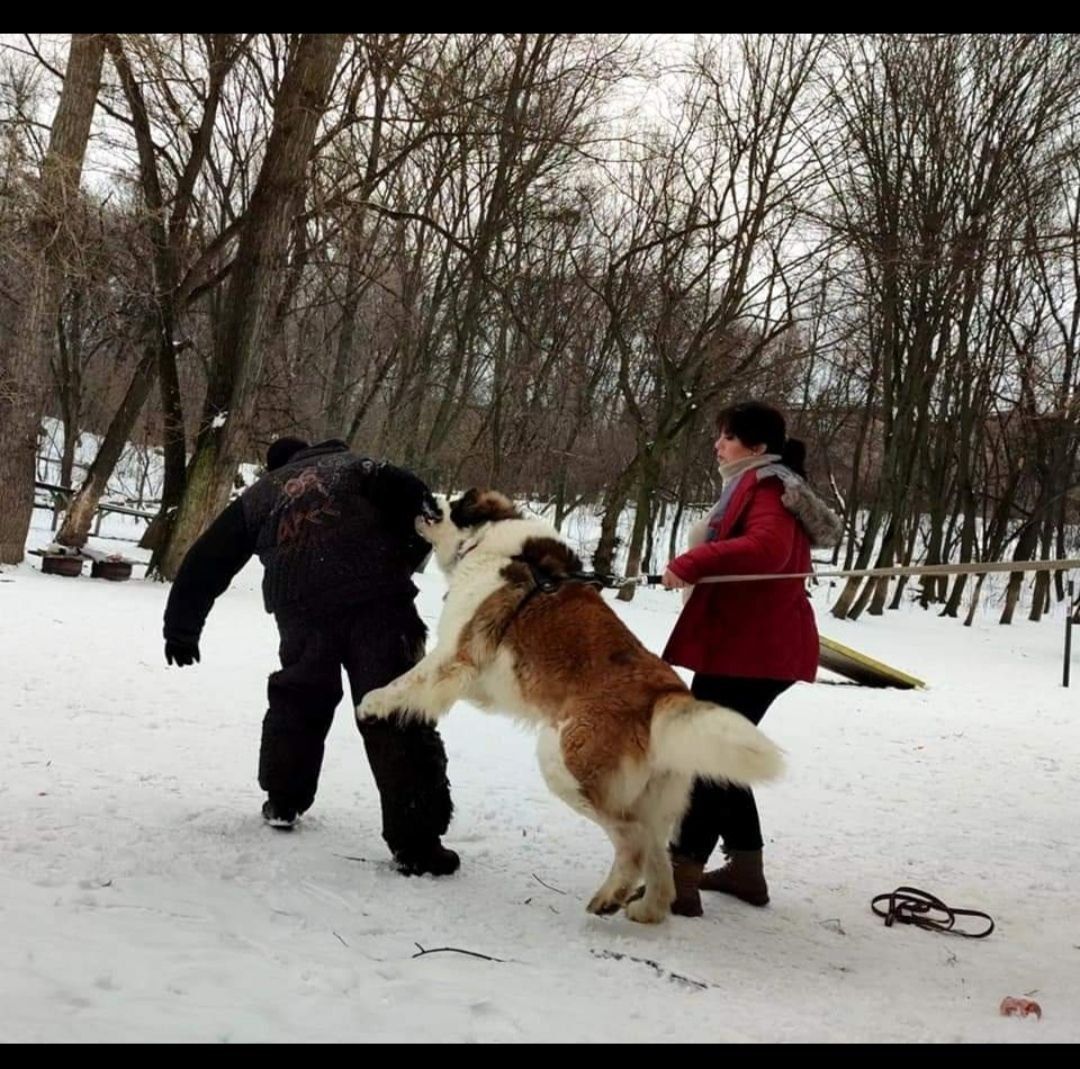 Московская сторожевая