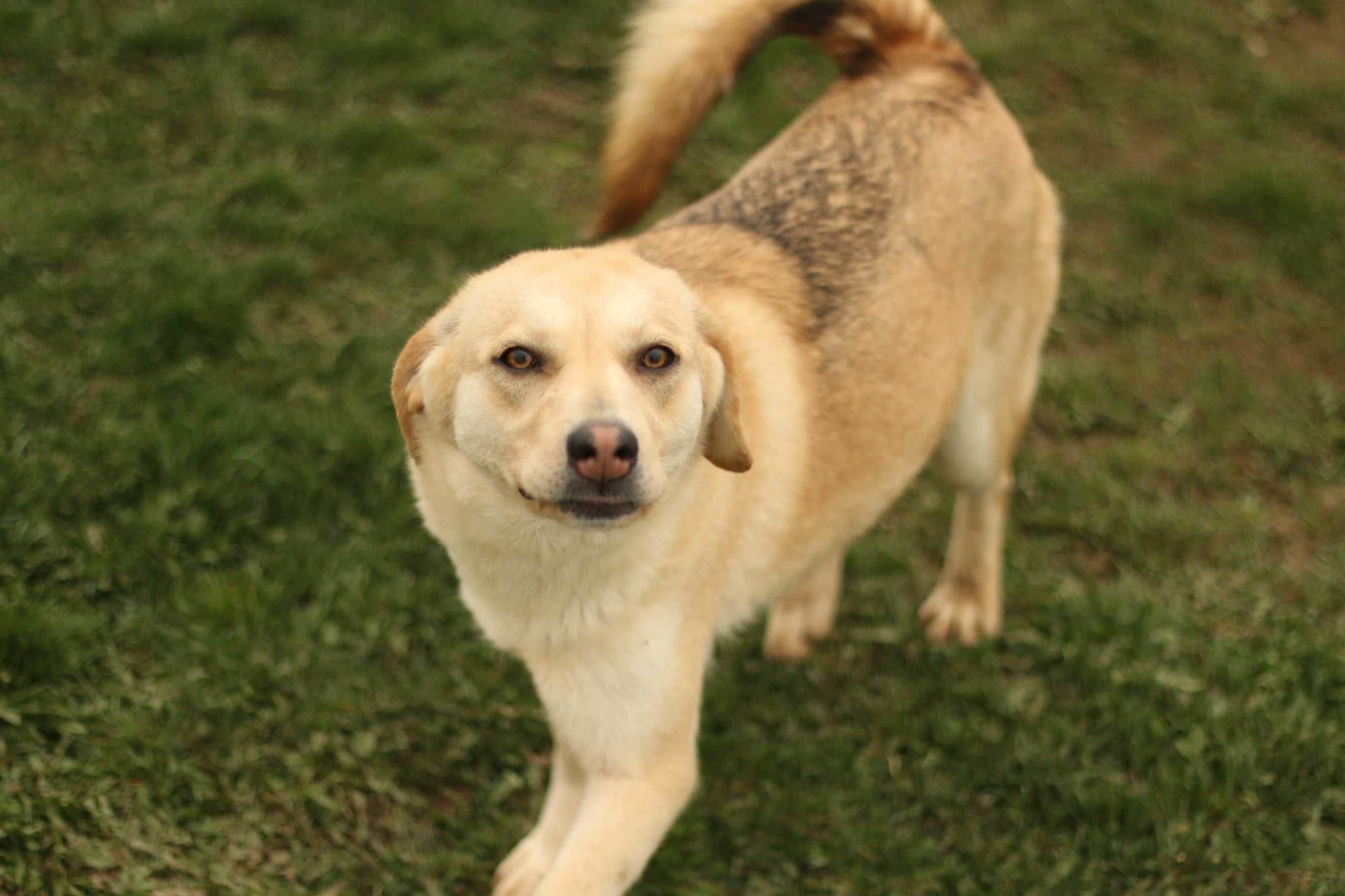 Labradorka Cynia do adopcji