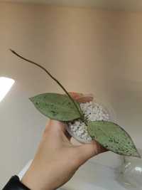 Hoya Nicholsoniae New Guinea Ghost